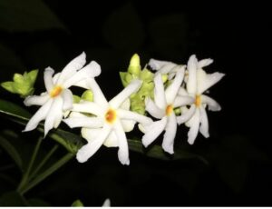 Jimson flowering